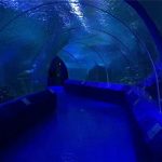 Panneaux acryliques à 180 ou 90 degrés pour tunnel d'aquarium