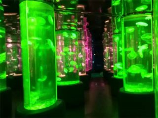 Fournisseur de réservoir de méduses acrylique 2018