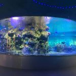 bols à poissons en usine, aquariums ronds en verre
