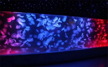 Réservoir acrylique de méduses