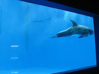 haute qualité grand acrylique feuille d'aquarium / piscine acrylique fenêtre sous-marine épaisse