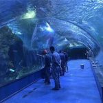 Aquarium tunnel acrylique en plexiglas sur mesure