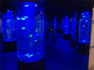 verre acrylique de réservoir d'aquarium de méduses